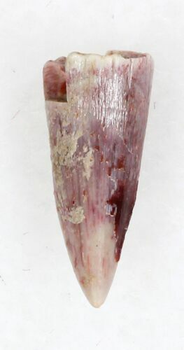 Eryops Tooth From Oklahoma - Giant Permian Amphibian #33553